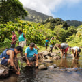 Embedding the Hawaii Broadband Map on Your Website: A Comprehensive Guide